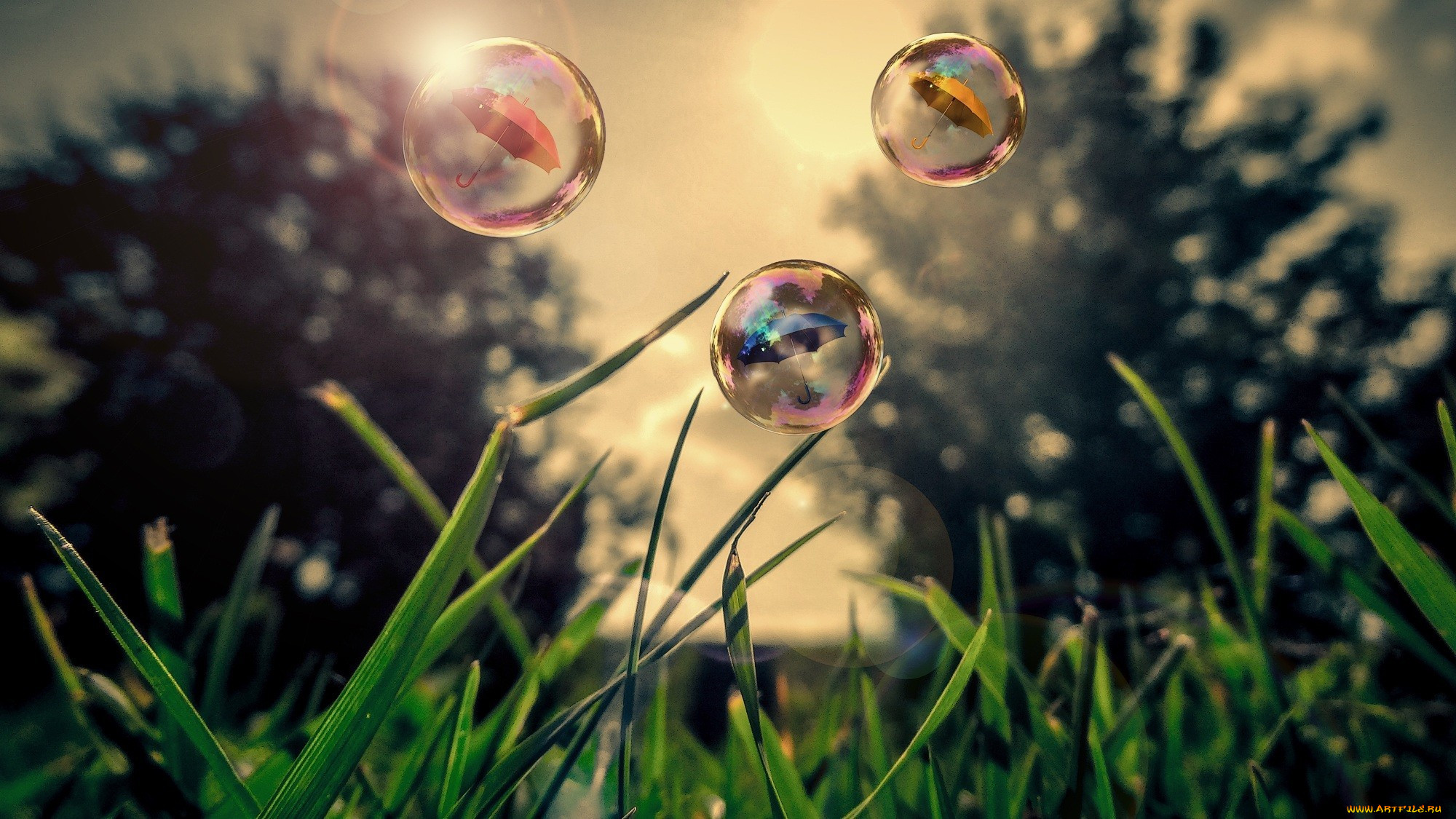 ,  , grass, bubbles, , , , , umbrella, nature